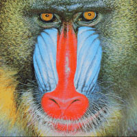 Mandrill baboon