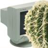 Monitor con cactus gigante